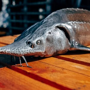 Pește întreg eviscerat